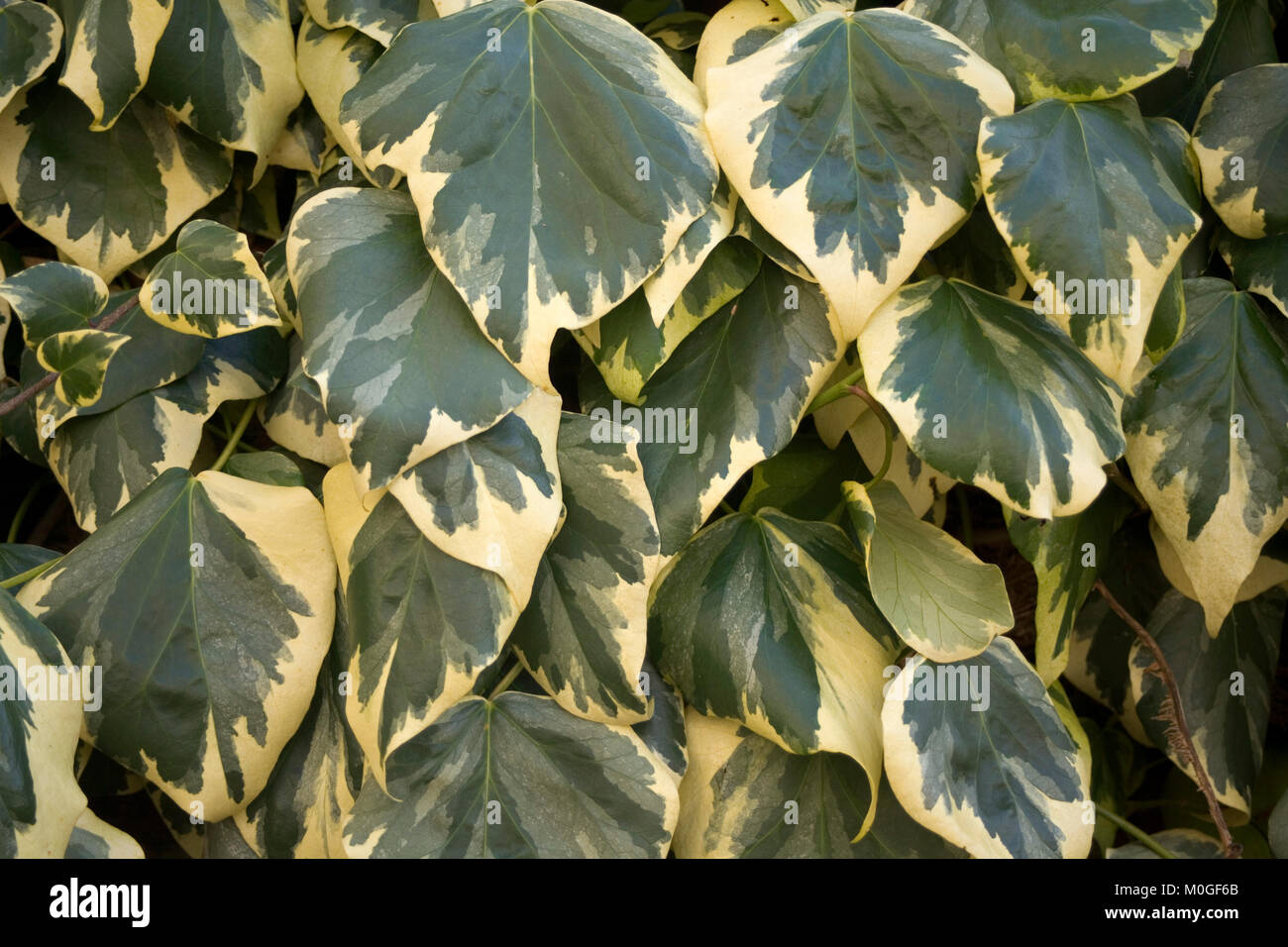 Panaschierten Efeu Hintergrund Textur Stockfoto