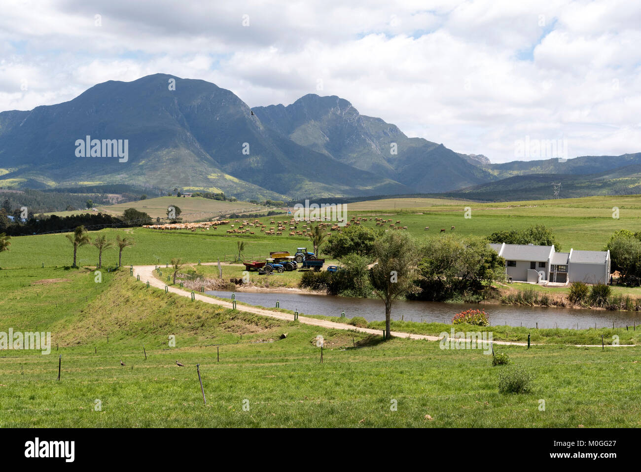 George Western Cape Südafrika. Dezember 2017. Molkerei Landschaft mit der Outeniqua Berge bilden die Kulisse. Stockfoto