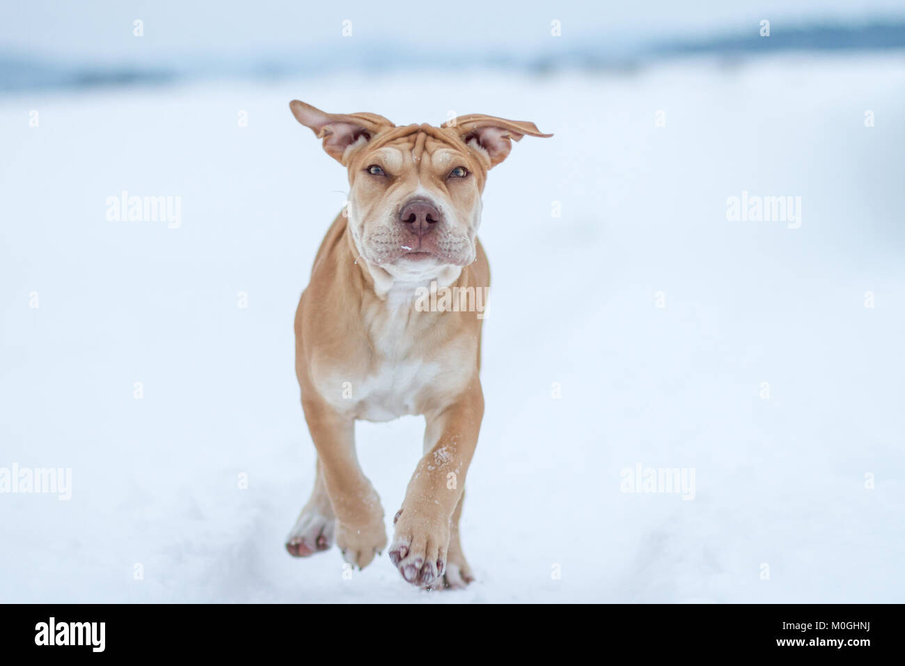 Die Pit Bulldog Welpen laufen im Schnee Stockfoto