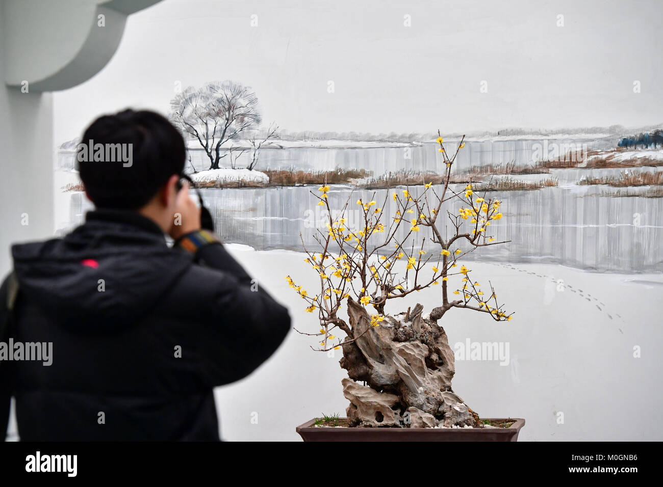 Bonsai pflaume -Fotos und -Bildmaterial in hoher Auflsung  Alamy