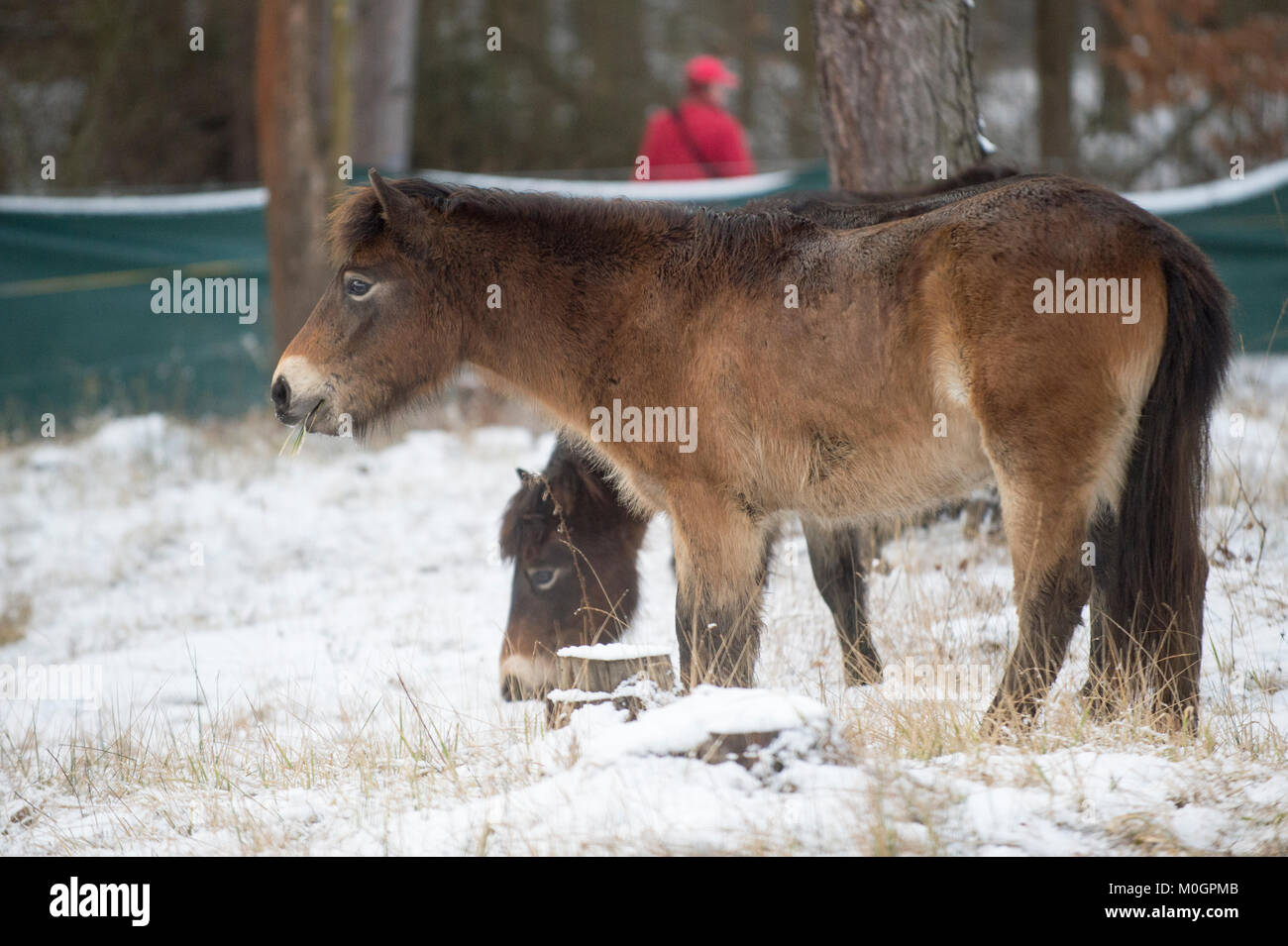 Exmoor pony pferde sind in hiltpold Lage in Hradec Kralove, Tschechische Republik, am 20. Januar 2018. Pferde helfen, eine Umgebung für seltene Tier- und Pflanzenarten durch Beweidung erhalten. (CTK Photo/Josef Vostarek) Stockfoto