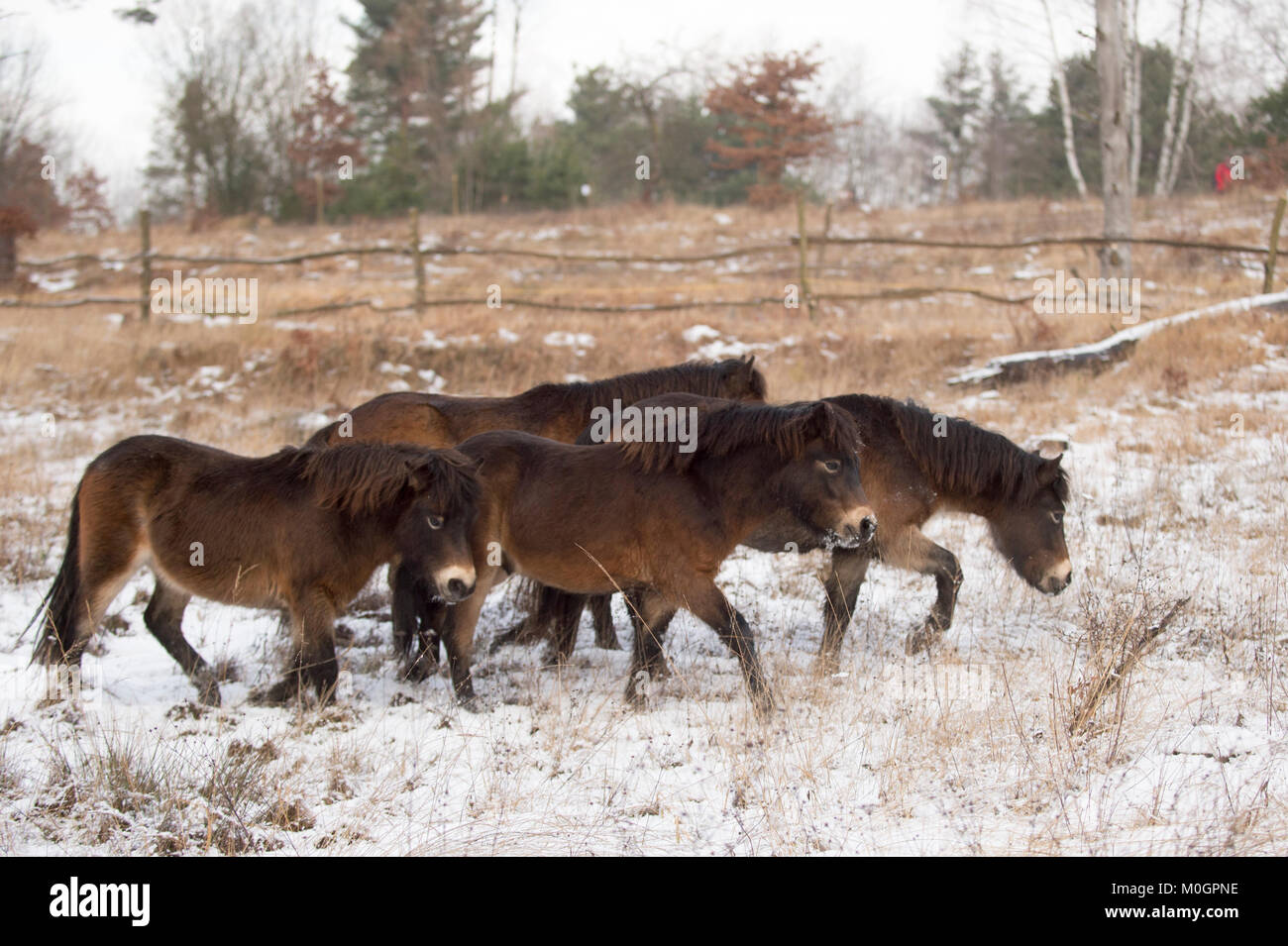 Exmoor pony pferde sind in hiltpold Lage in Hradec Kralove, Tschechische Republik, am 20. Januar 2018. Pferde helfen, eine Umgebung für seltene Tier- und Pflanzenarten durch Beweidung erhalten. (CTK Photo/Josef Vostarek) Stockfoto