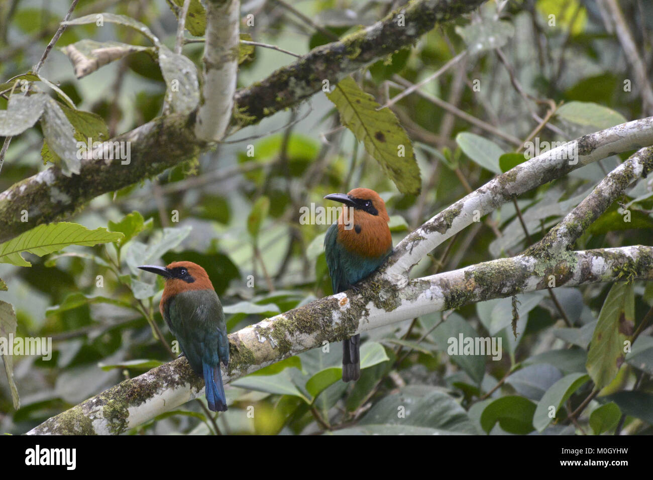 Cauca Valley, Kolumbien. 21. Juli 2017. Breite-billed Mot Mot (Electron platyrhynchum), tropischen feuchten Auwald, westlichen Anden Kreditkarte: Kreditkarte: / ZUMA Draht/Alamy leben Nachrichten Stockfoto