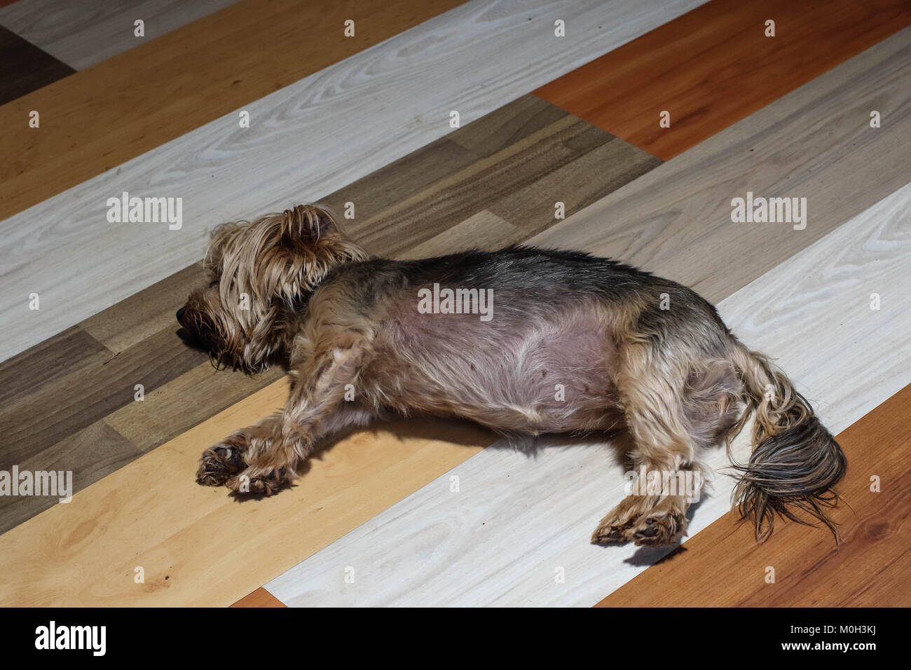 Kleine braune Hund liegt auf einem luxuriösen Interieur Holzboden, Bild im Querformat mit Kopie Raum Stockfoto