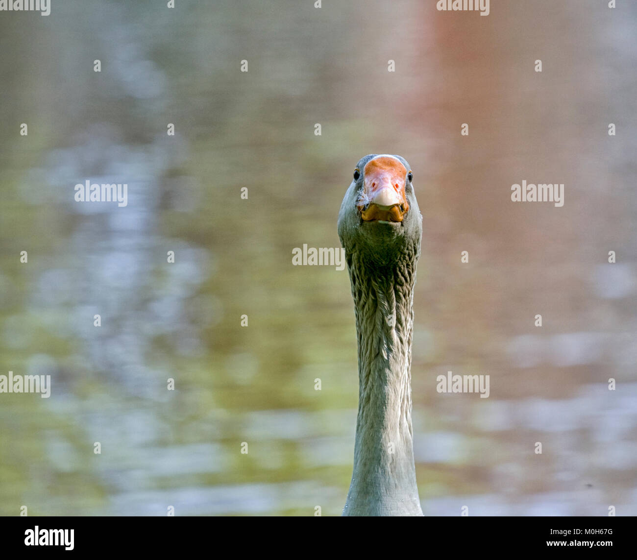 Kopf und Hals der grauen Gans Stockfoto