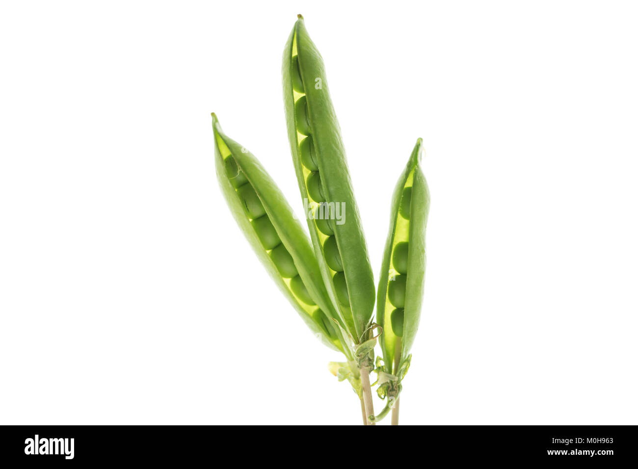 Erbsenschoten Stockfoto