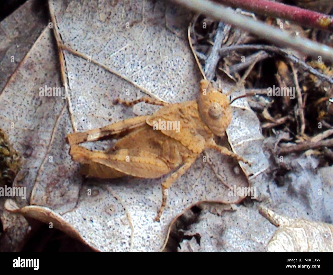 Břenčák 2016-03-09 (03) Stockfoto