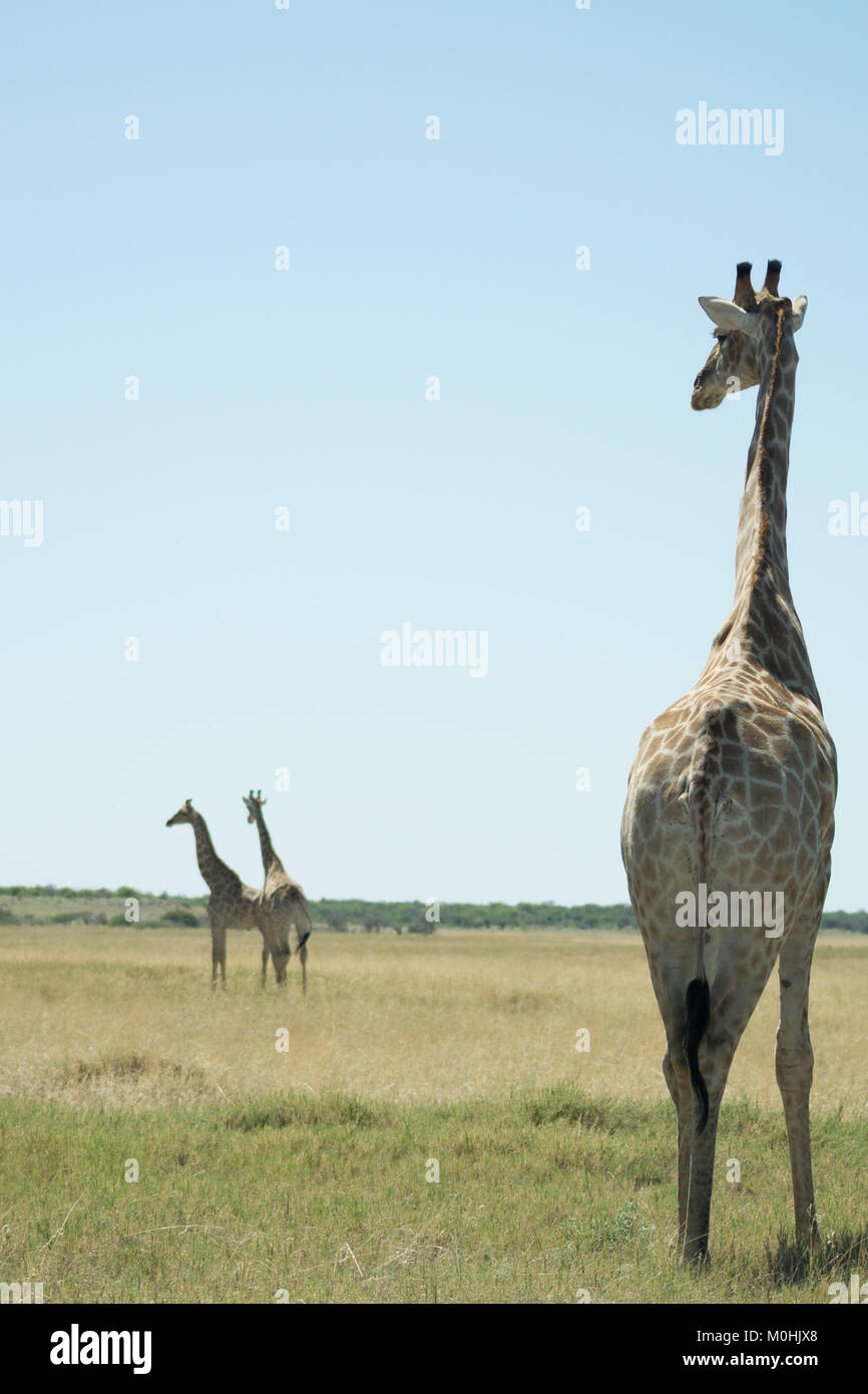 Giraffen beobachten Paar Giraffen Spaziergang entfernt Stockfoto