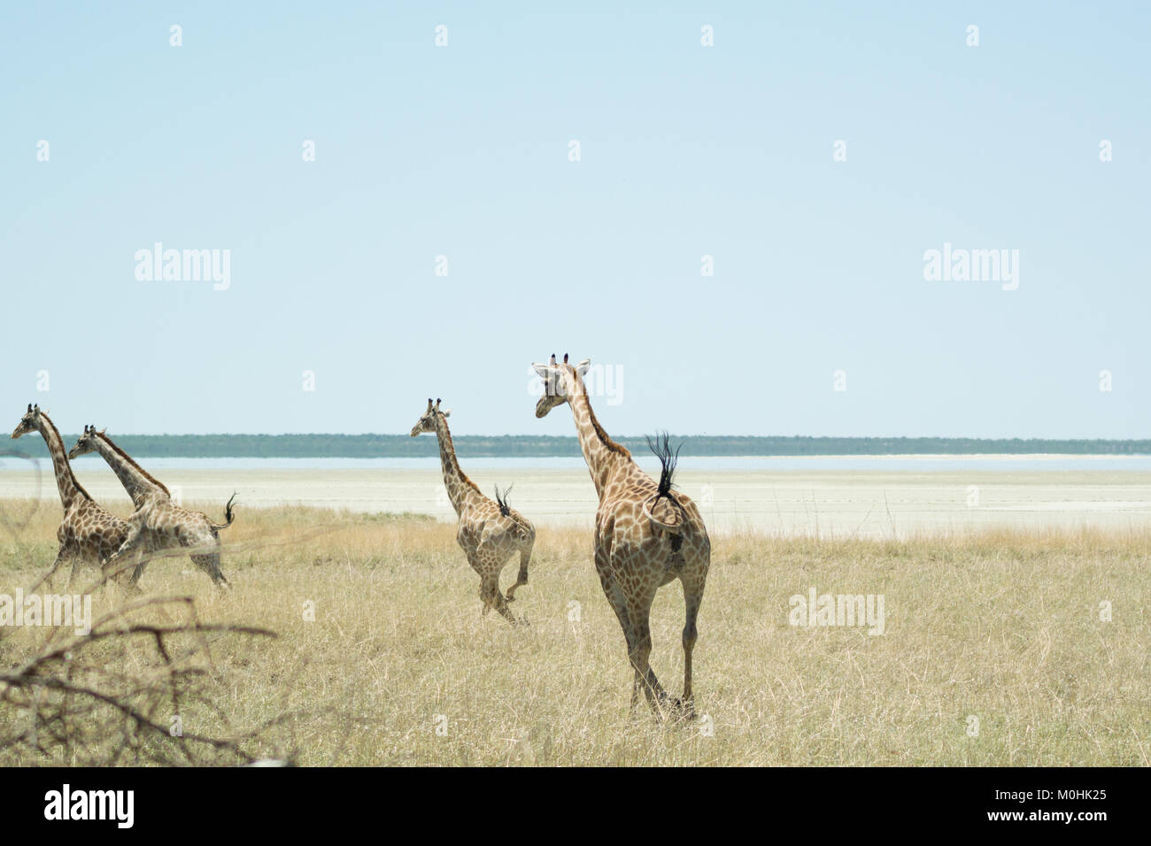 Kleine Herde der galoppierenden Giraffen Stockfoto