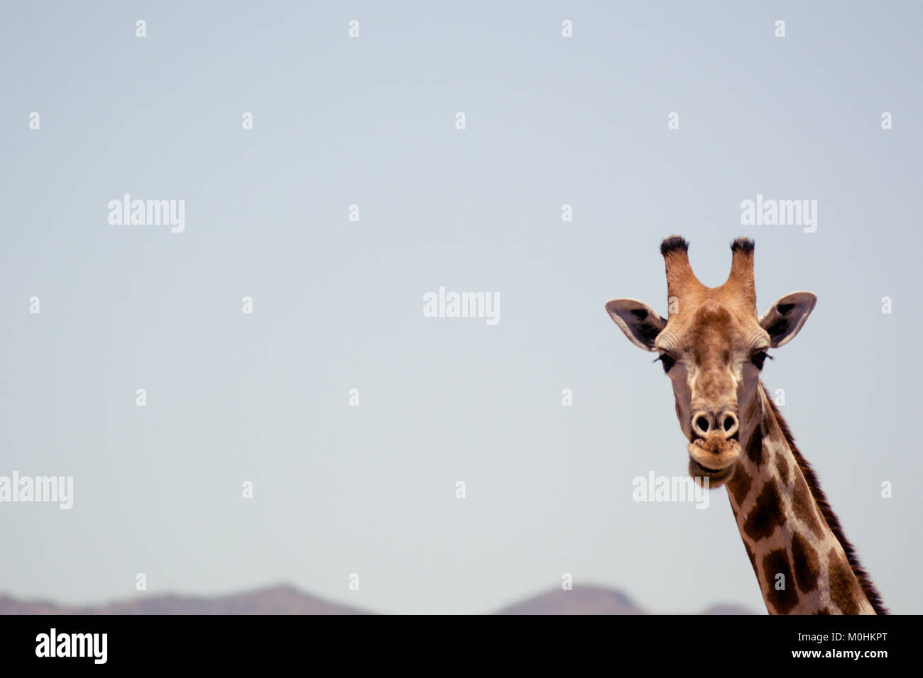 Giraffe direkt von der Kamera Stockfoto