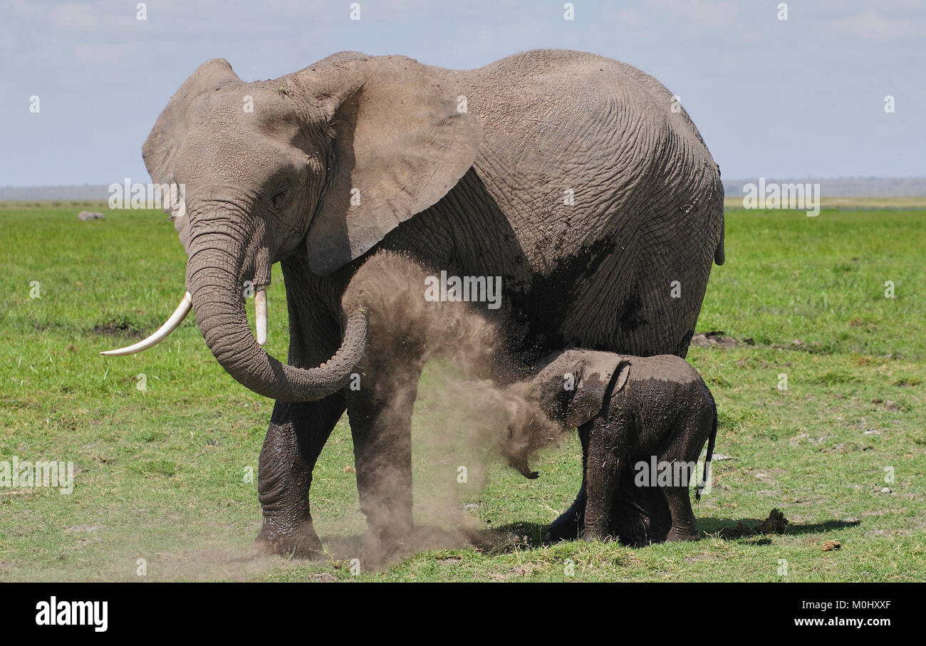 Afrikanischer Elefant (Loxodonta africana) und Tage altes Kalb in einer Staub Badewanne. Kenia Amboseli. Stockfoto