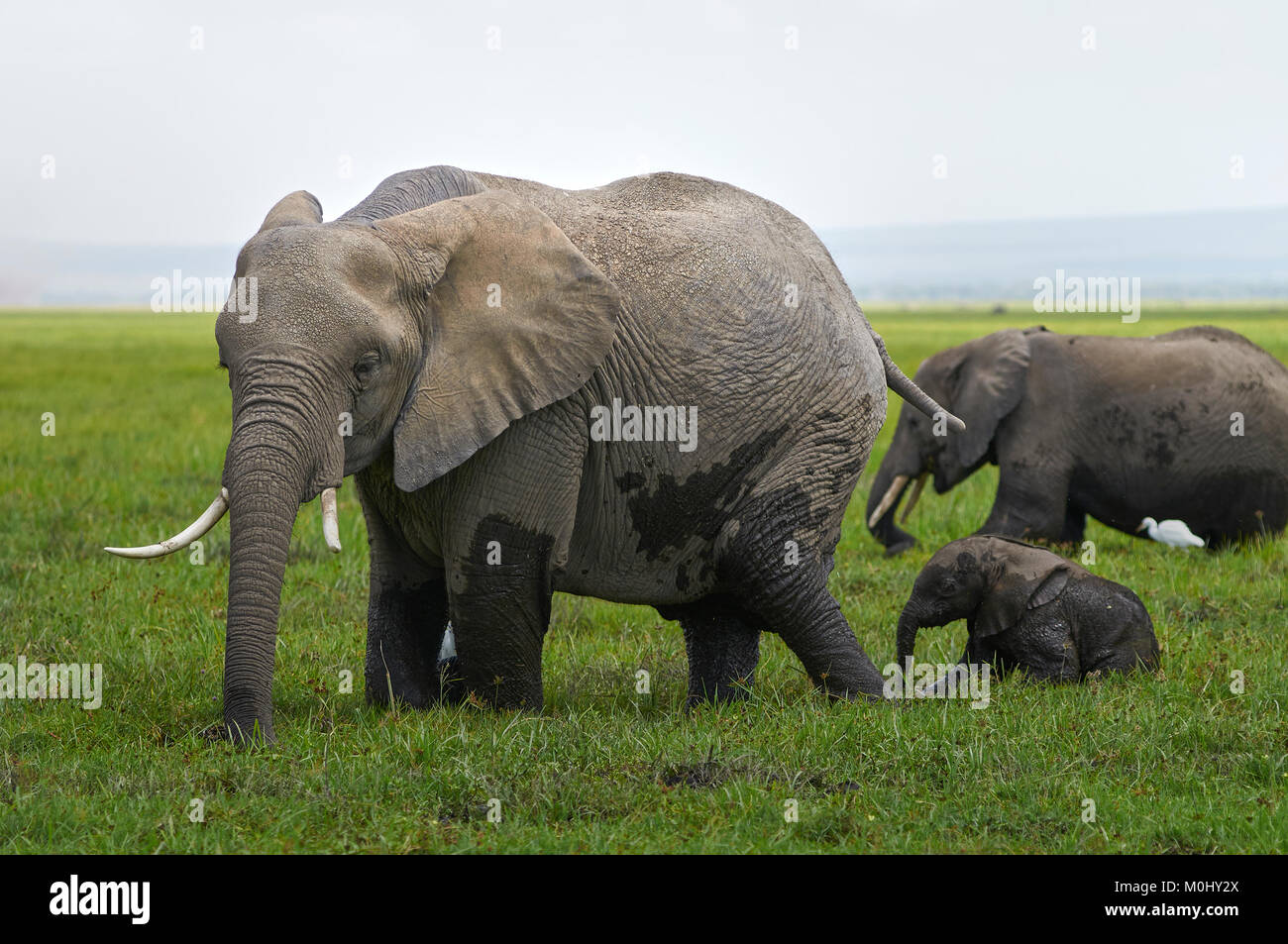 Elefant (utana) und Kalb 1 Tag alt im Sumpf Stockfoto