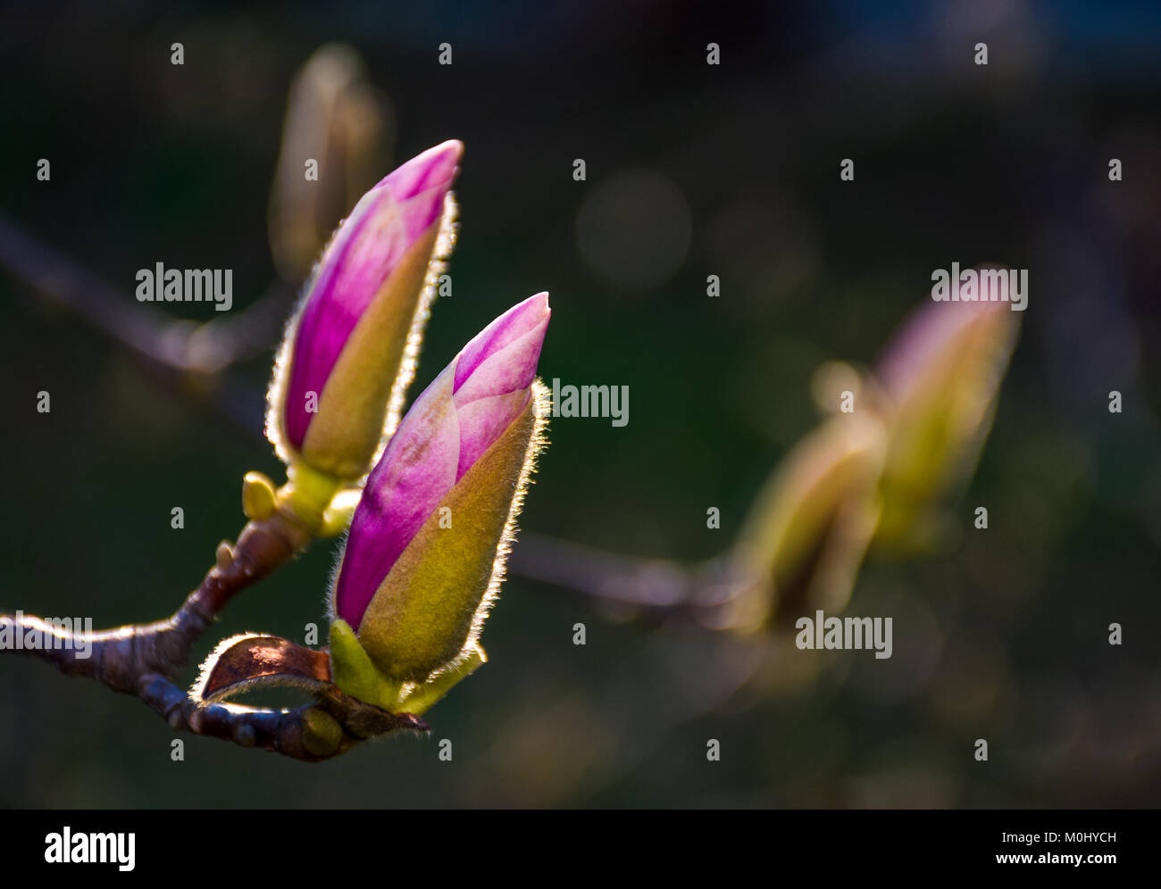 Magenta Magnolia Blumen auf einem Zweig Eröffnung im Frühling. schöne intime Natur Landschaft Stockfoto