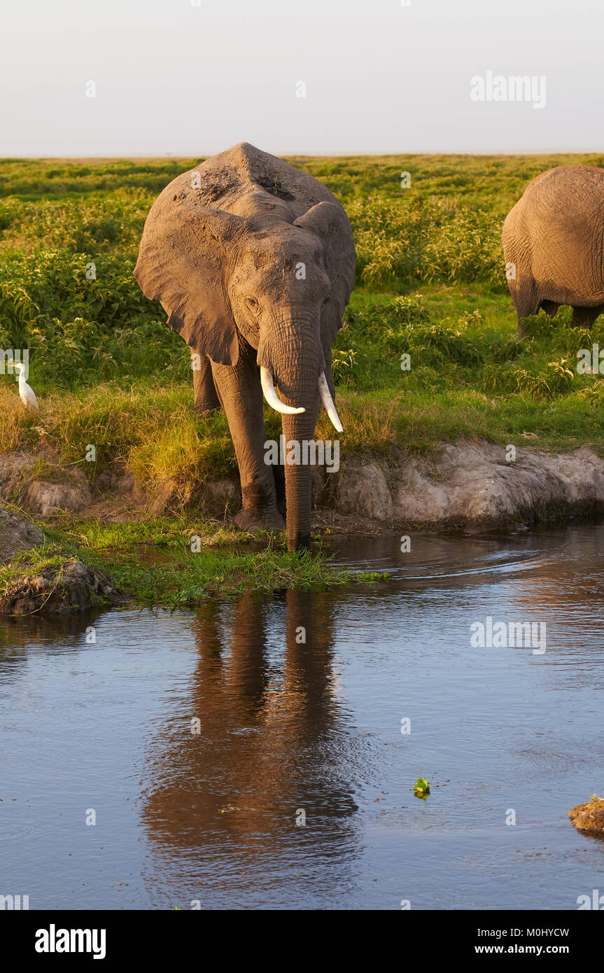 Afrikanischer Elefant (Loxodonta africana) durch einen Fluss. Amboslei. Kenia. Stockfoto