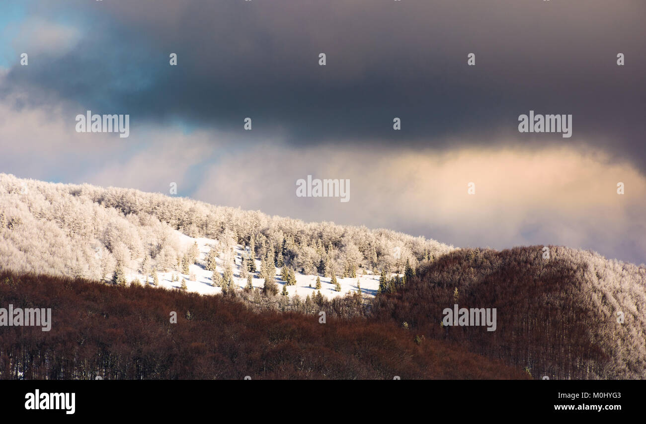 Verschneite Wiese unter den Wald auf einem Hügel. schöne Winterlandschaft in den Bergen an einem bewölkten Tag Stockfoto