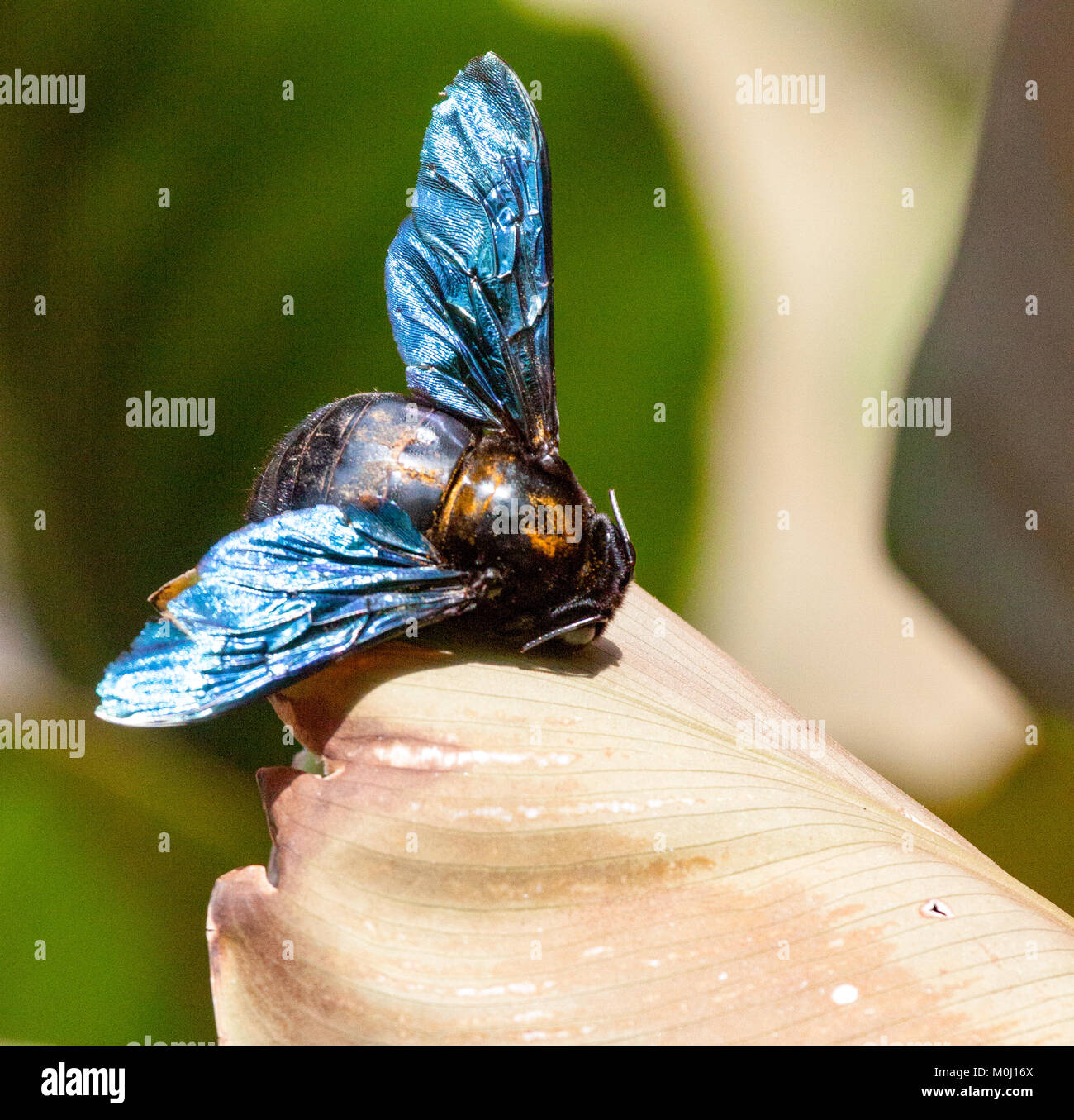 Käfer mit glänzenden Blue Wings Servelas auf einem Blatt Stockfoto