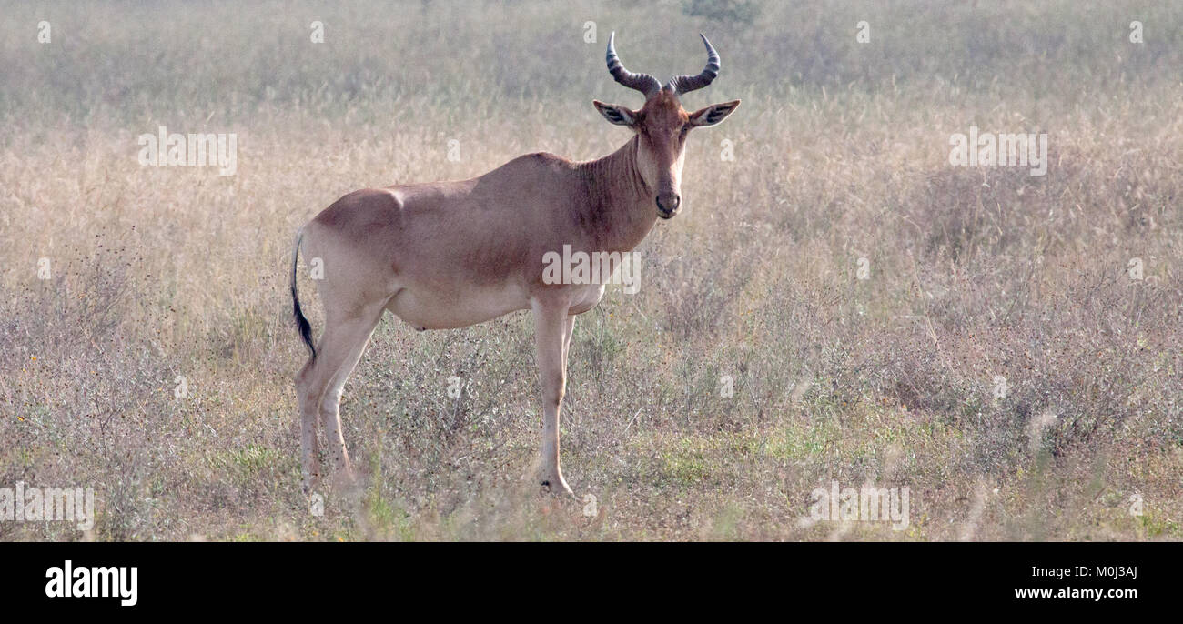 Single hartebeest (Alcelaphus buselaphus) stehend in trockenen Gras im Nairobi National Park, Kenia Stockfoto