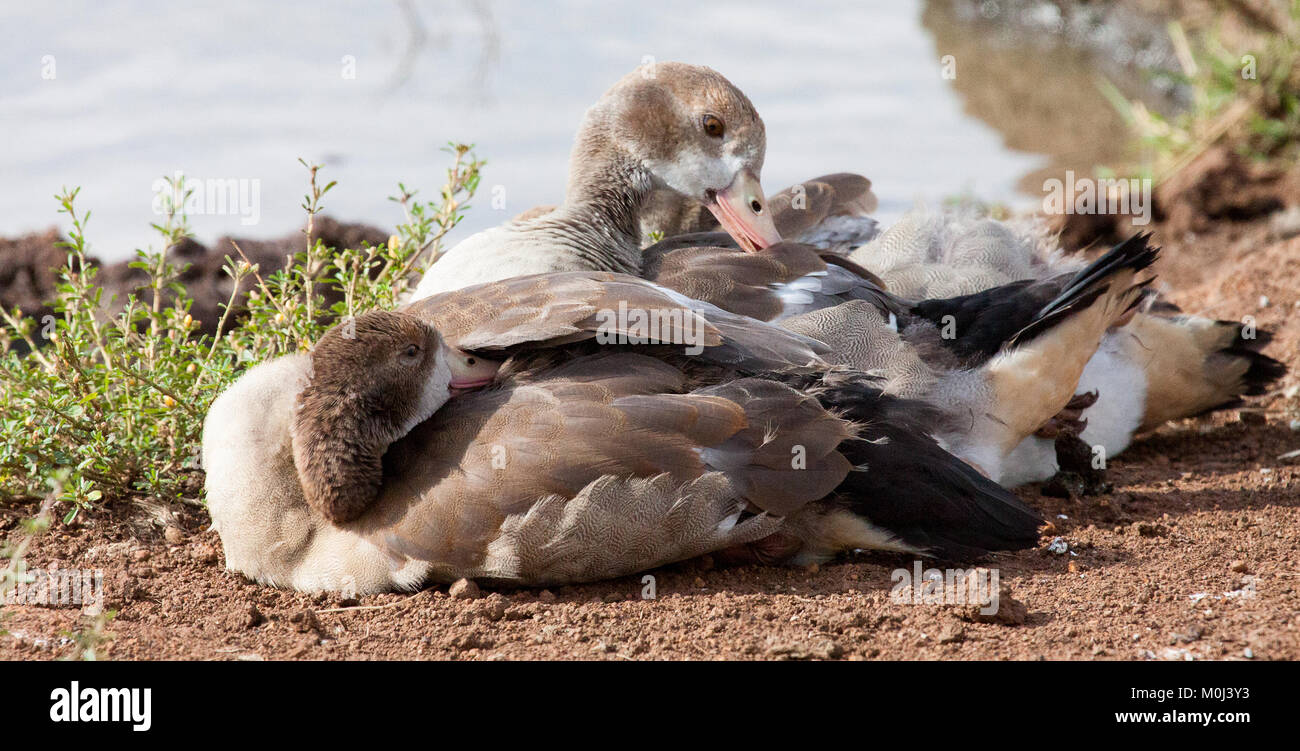 Junge Nilgänse (Alopochen Aegyptiaca) am Ufer des Flusses putzen Stockfoto