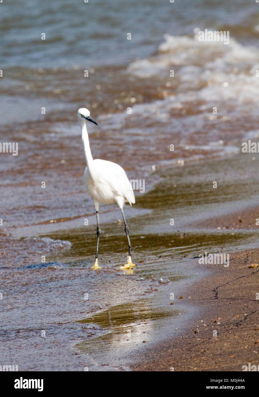 Seidenreiher (Egretta garzetta) waten am Ufer des Lake Victoria, Kenia Stockfoto