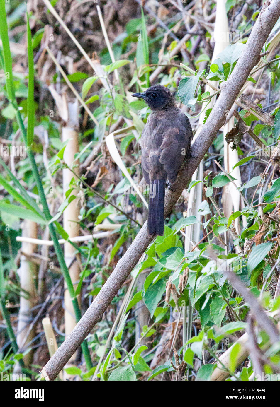 Nordschwarzwald schopftyrann (Melaenornis edolioides) auf Niederlassung in den Garten gehockt Stockfoto