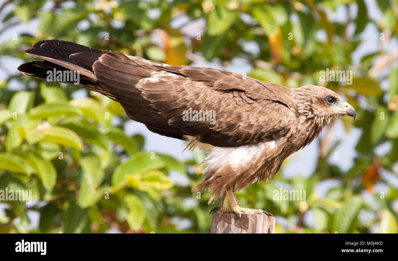 Schwarzer Milan (MILVUS MIGRANS) auf einem zaunpfosten bereit zu fliegen gehockt Stockfoto