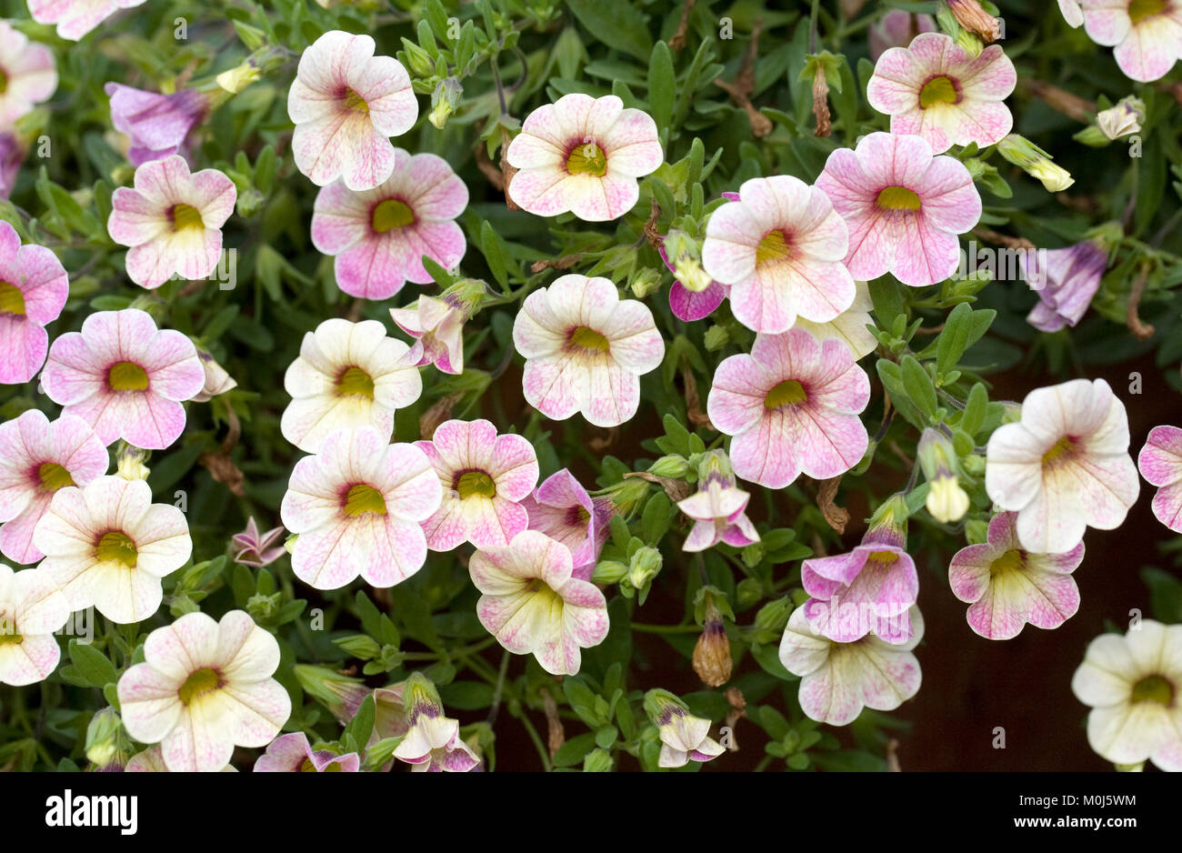 Calibrachoa (Chameleon Pink Passion) 'Wescachapipa' Blumen. Stockfoto