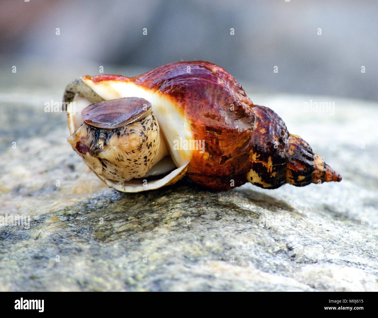 Marine Schnecken auf Stein Stockfoto