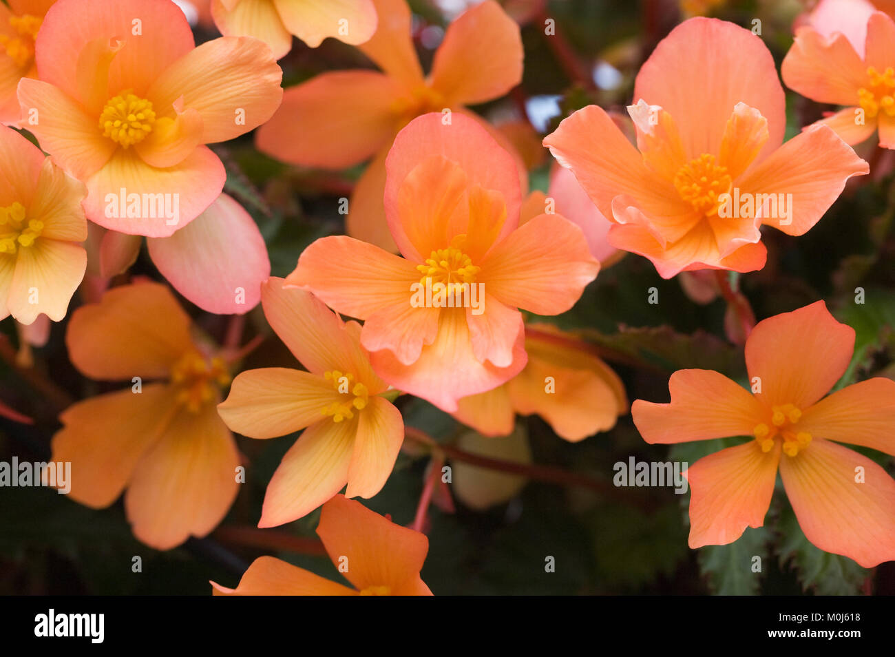 Begonia 'Unglaublich Lucky Strike' Blumen. Stockfoto