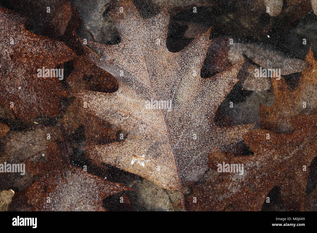 Eichenlaub in das Eis auf einem bitter kalten Wintern Tag gefroren Stockfoto