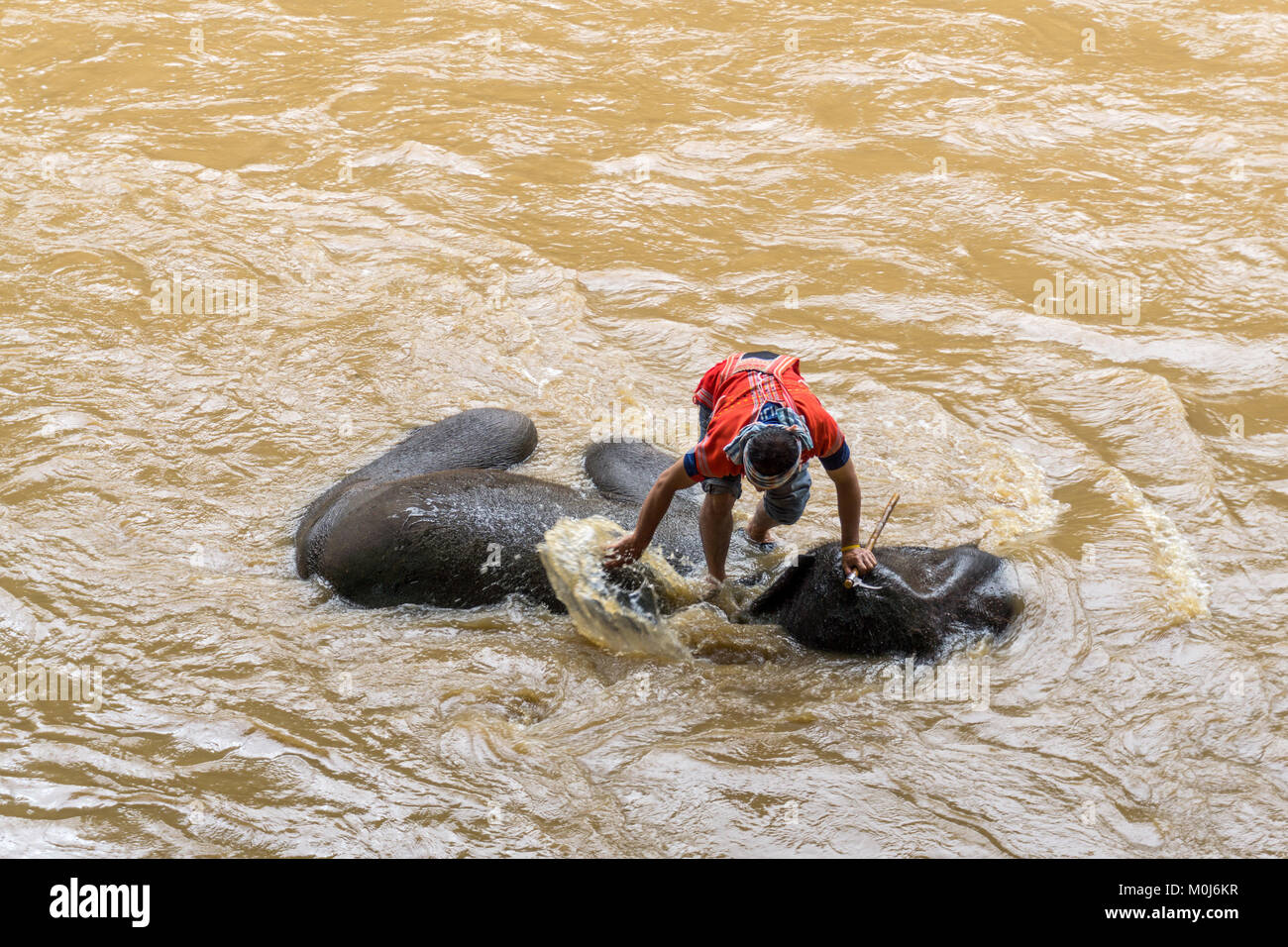 Asien, Thailand, Mae Rim, Maetaman Elephant Camp, mann Elefanten Waschen im Fluss Stockfoto