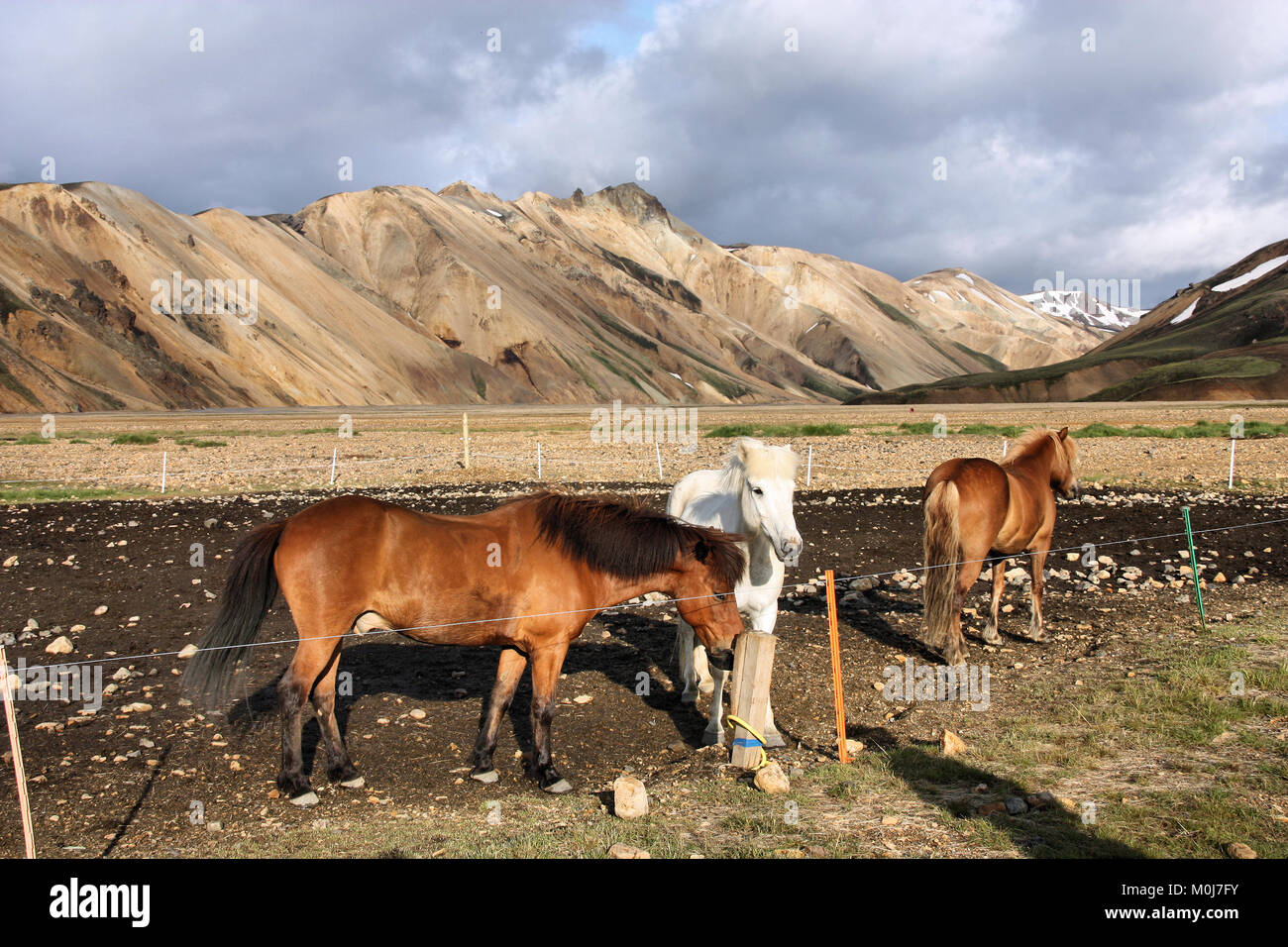 Island Berge. Berühmte vulkanische Gegend mit rhyolith Felsen - Landmannalaugar und Islandpferde. Stockfoto
