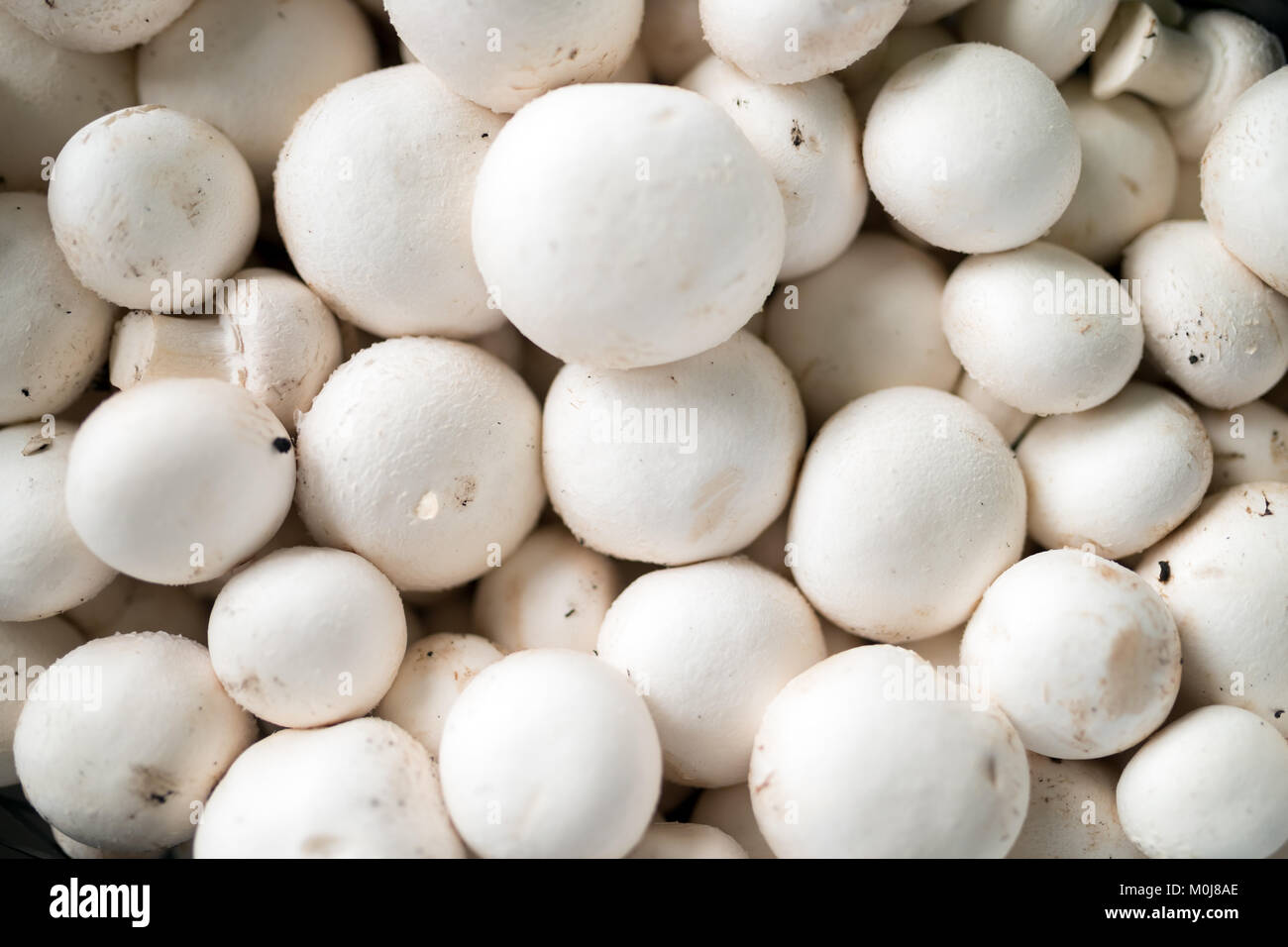 Nahaufnahme Bild Gruppe von frischen champignons Stockfoto