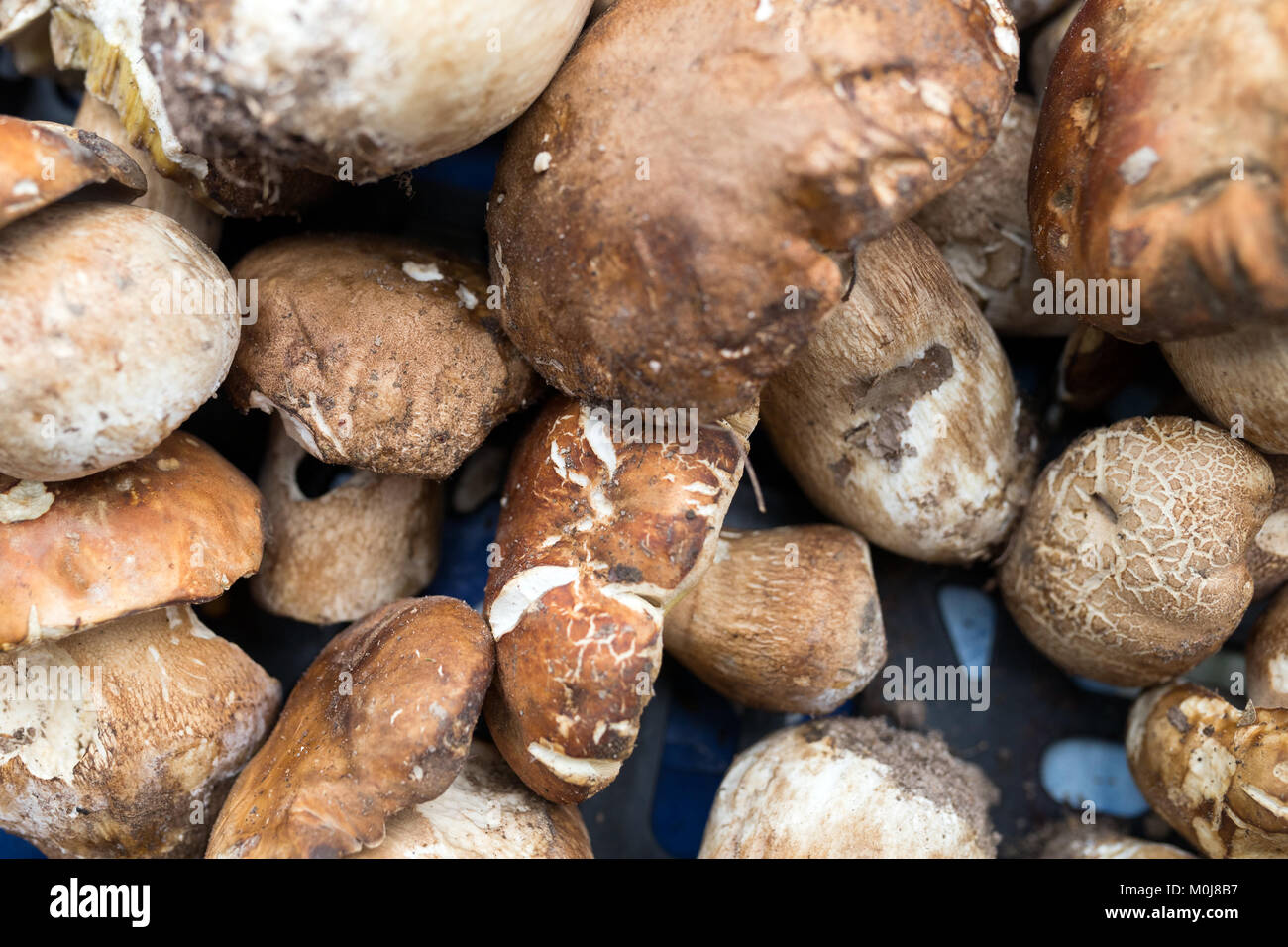 Nahaufnahme Bild der Pilze Steinpilze Wald Stockfoto