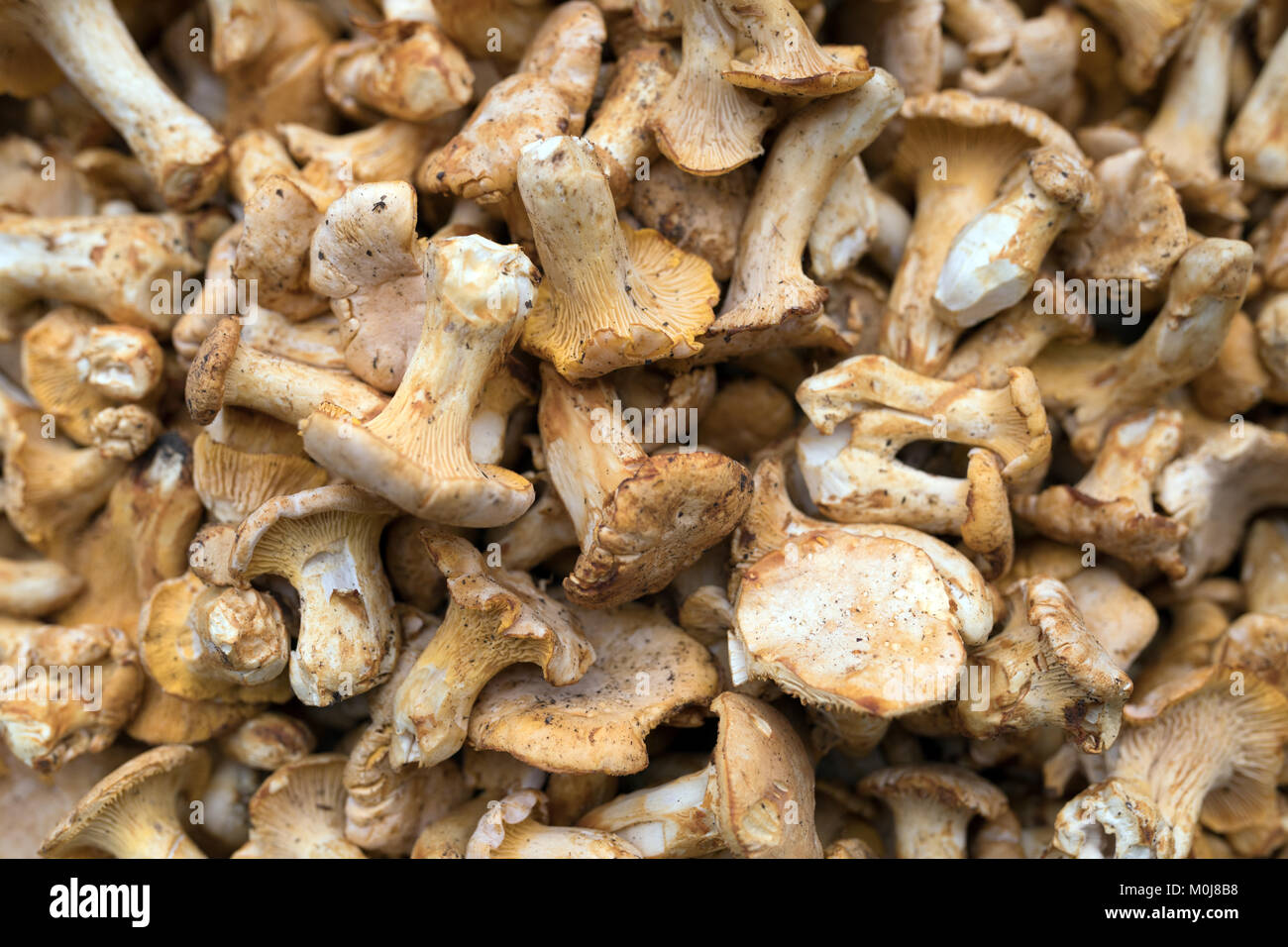 Nahaufnahme Bild der Pilze Steinpilze Wald Stockfoto