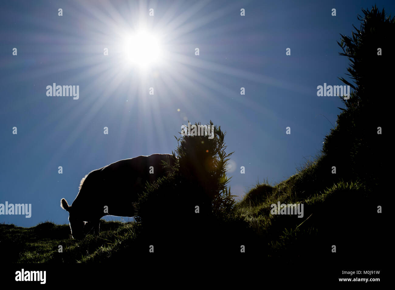 Hoher Kontrast foto Low Angle Shot der Kuh essen Gras an der Oberseite des Hügels an Chiloe, Chile Stockfoto