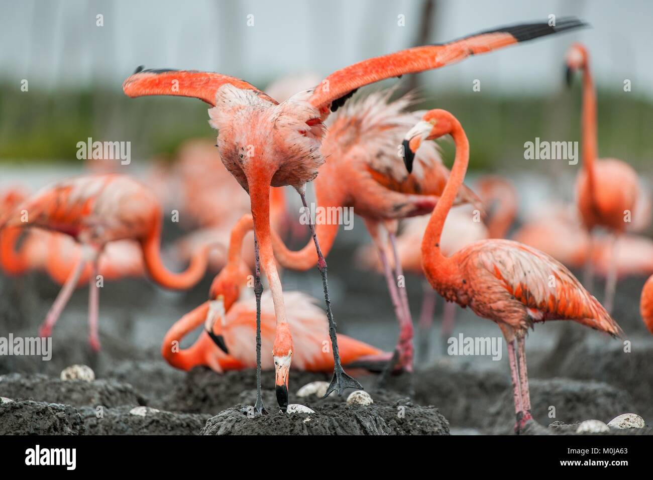 Amerikanische Flamingos oder Karibik Flamingos (Phoenicopterus ruber ruber). Kolonie der Große Flamingo die Nester. Rio Maximo, Camaguey, Kuba. Stockfoto