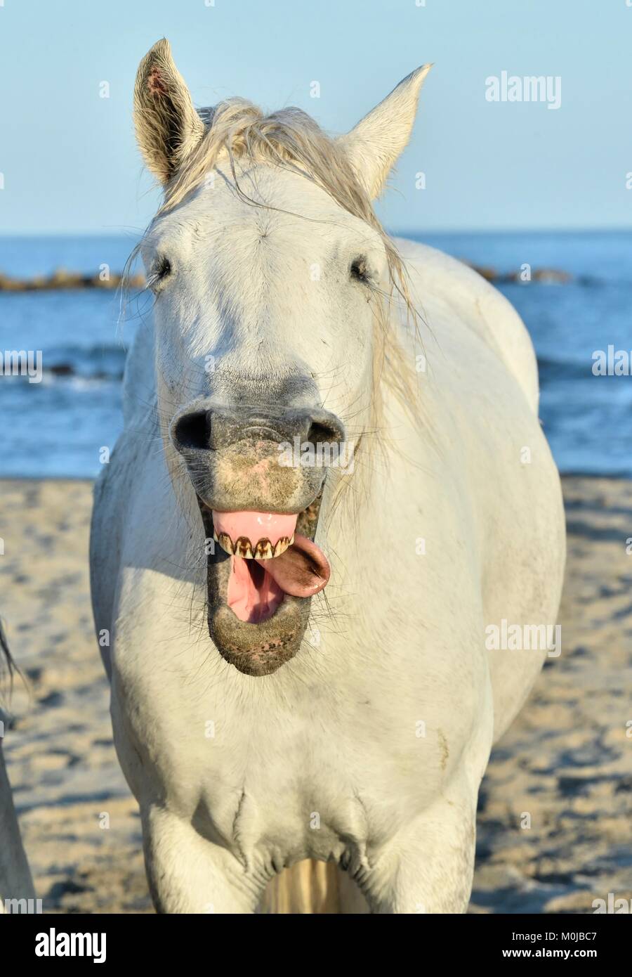 Lustige Porträt einer Laughing Horse. Camargue Pferd gähnen, wie er lachend. Stockfoto