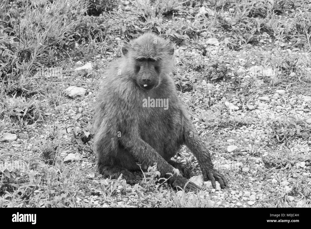 Meerkatze (Chlorocebus pygerythrus), Klein, schwarz konfrontiert Monkey mit einem grünlich-Olive oder silbrig-grauen Körper, in der Serengeti Nationalpark in Tansania Stockfoto
