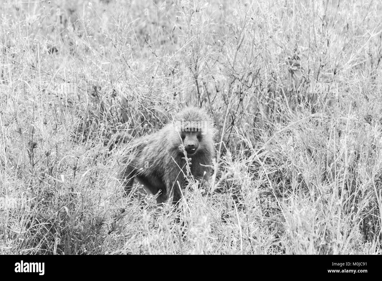 Meerkatze (Chlorocebus pygerythrus), Klein, schwarz konfrontiert Monkey mit einem grünlich-Olive oder silbrig-grauen Körper, in der Serengeti Nationalpark in Tansania Stockfoto