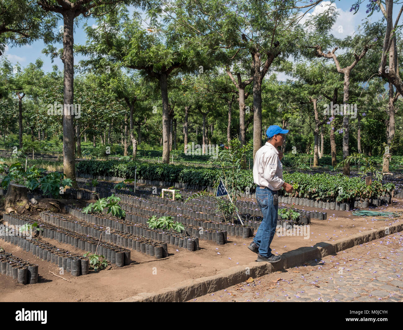 Ein Reiseleiter erläutert die Gärtnerei der Kaffeepflanze auf der Filadelfia Coffee Plantation in La Antigua Guatemala Stockfoto