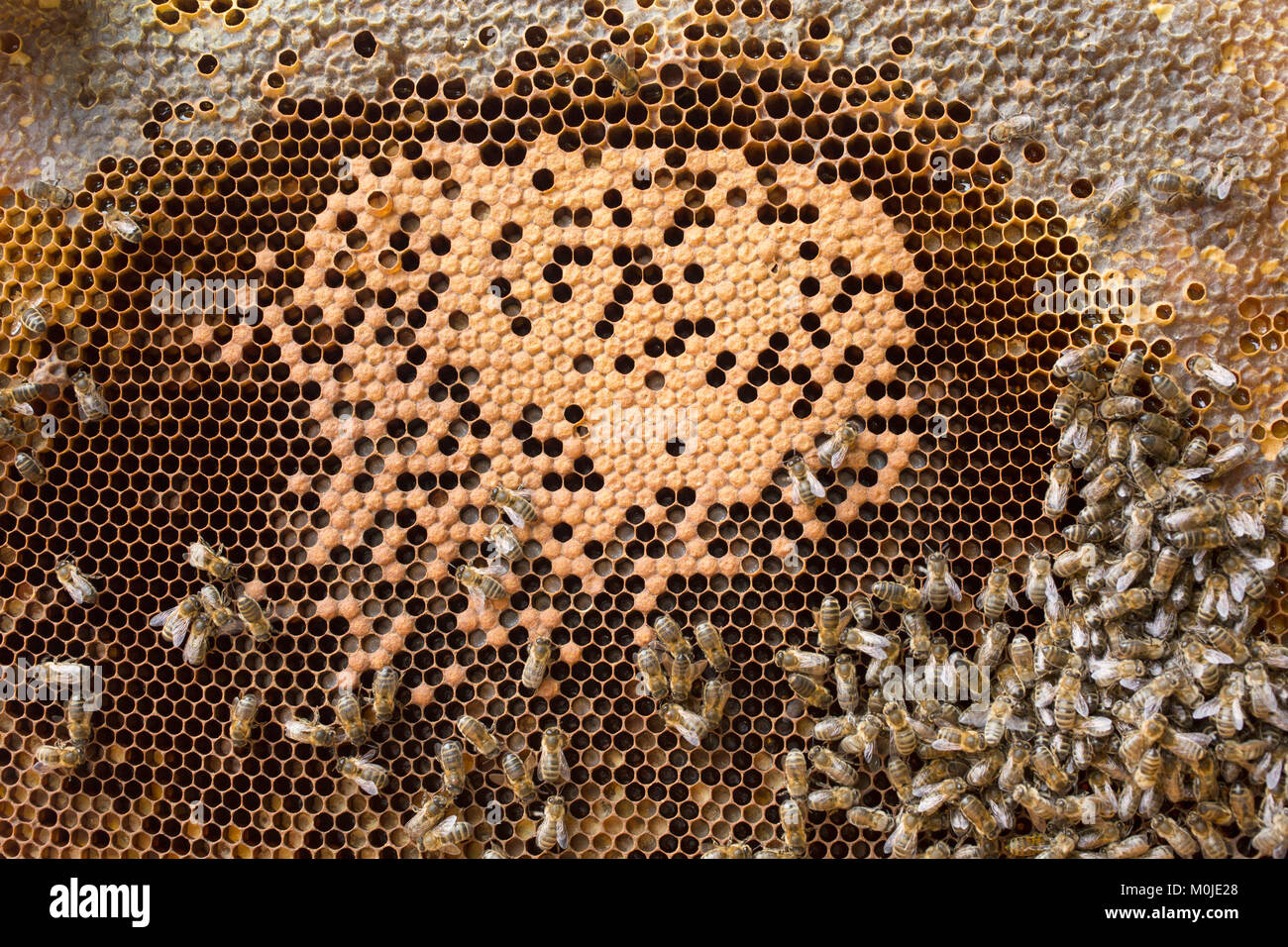 Bienenzucht: Bienen auf eine Brut Kamm. Der Begriff Brut wird verwendet, um den Embryo oder Ei zu finden, die Larve und die Puppe Phasen im Leben des holometabolous in Stockfoto