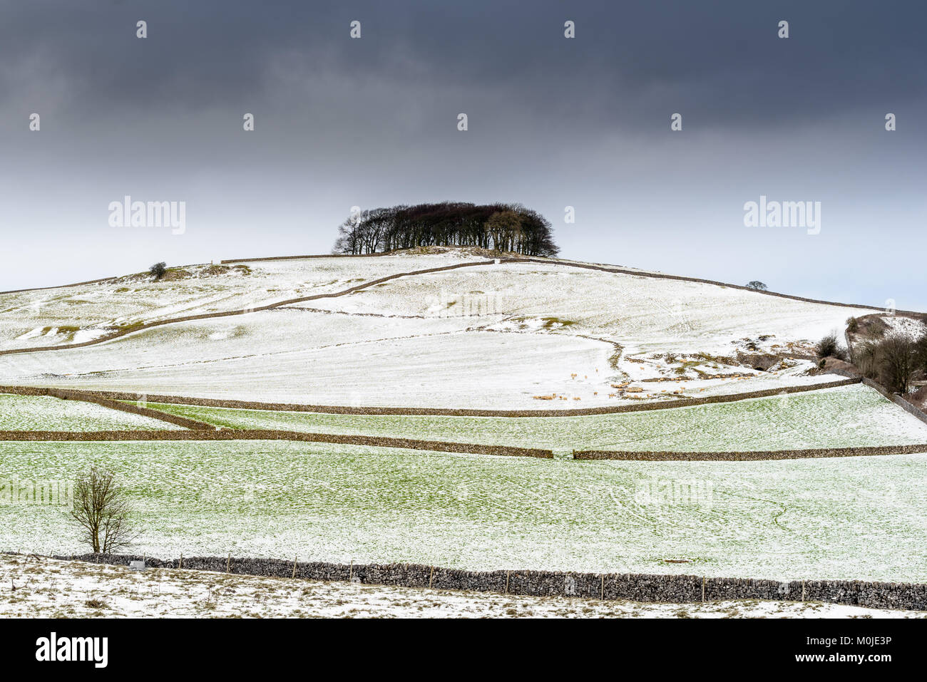 Ansicht einer Baumgruppe auf einer schneebedeckten Bergspitze mit Schafe weiden auf Alsop Moor im Peak District, Derbyshire, England, an einem kalten Wintertag. Stockfoto