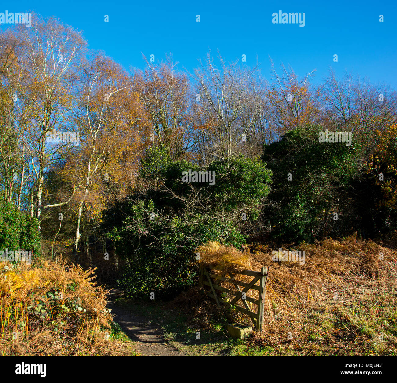 Bacton Woods Stockfoto