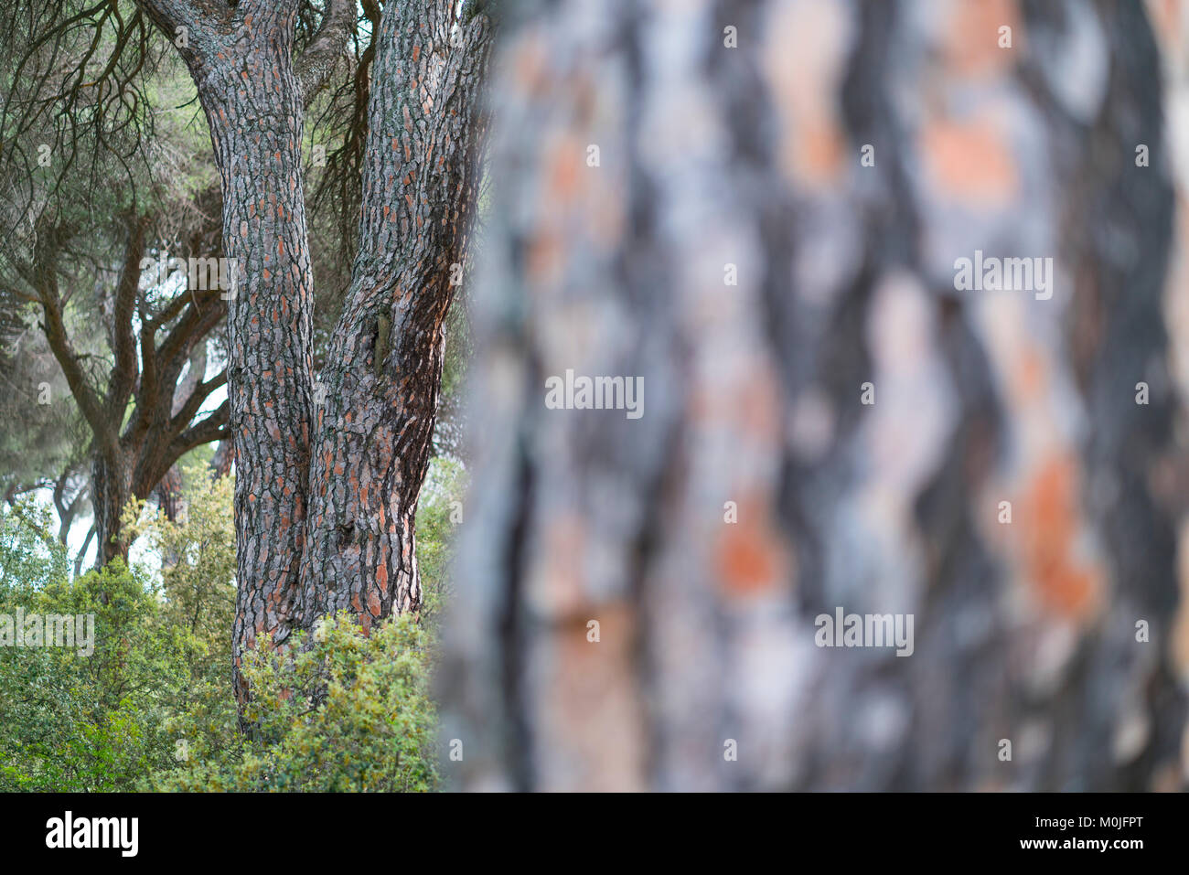 Pino pinonero stein kiefer pinus pinea Fotos und Bildmaterial in