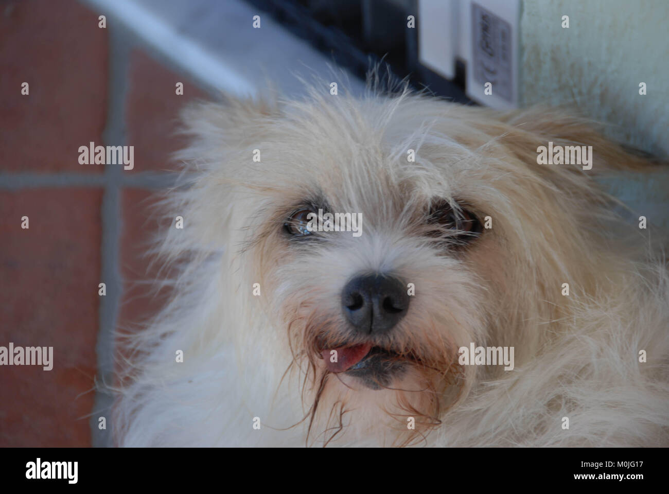 Hund Schläft Mit Der Zunge Raus Stockfotos und bilder Kaufen Alamy