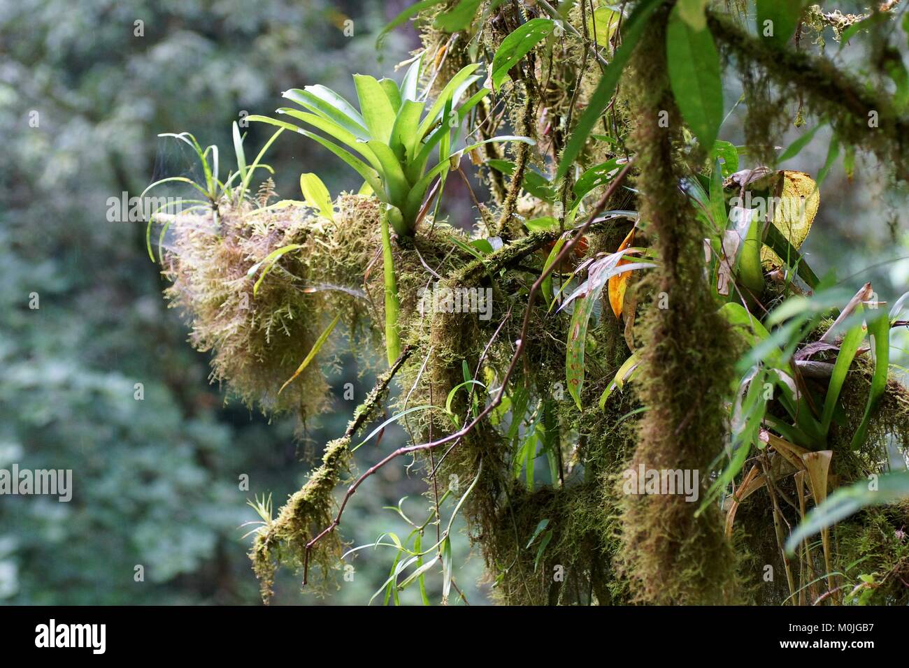 Bromelien und Moos wächst an einem Baum branchs, Regenwald, Costa Rica, Mittelamerika Stockfoto