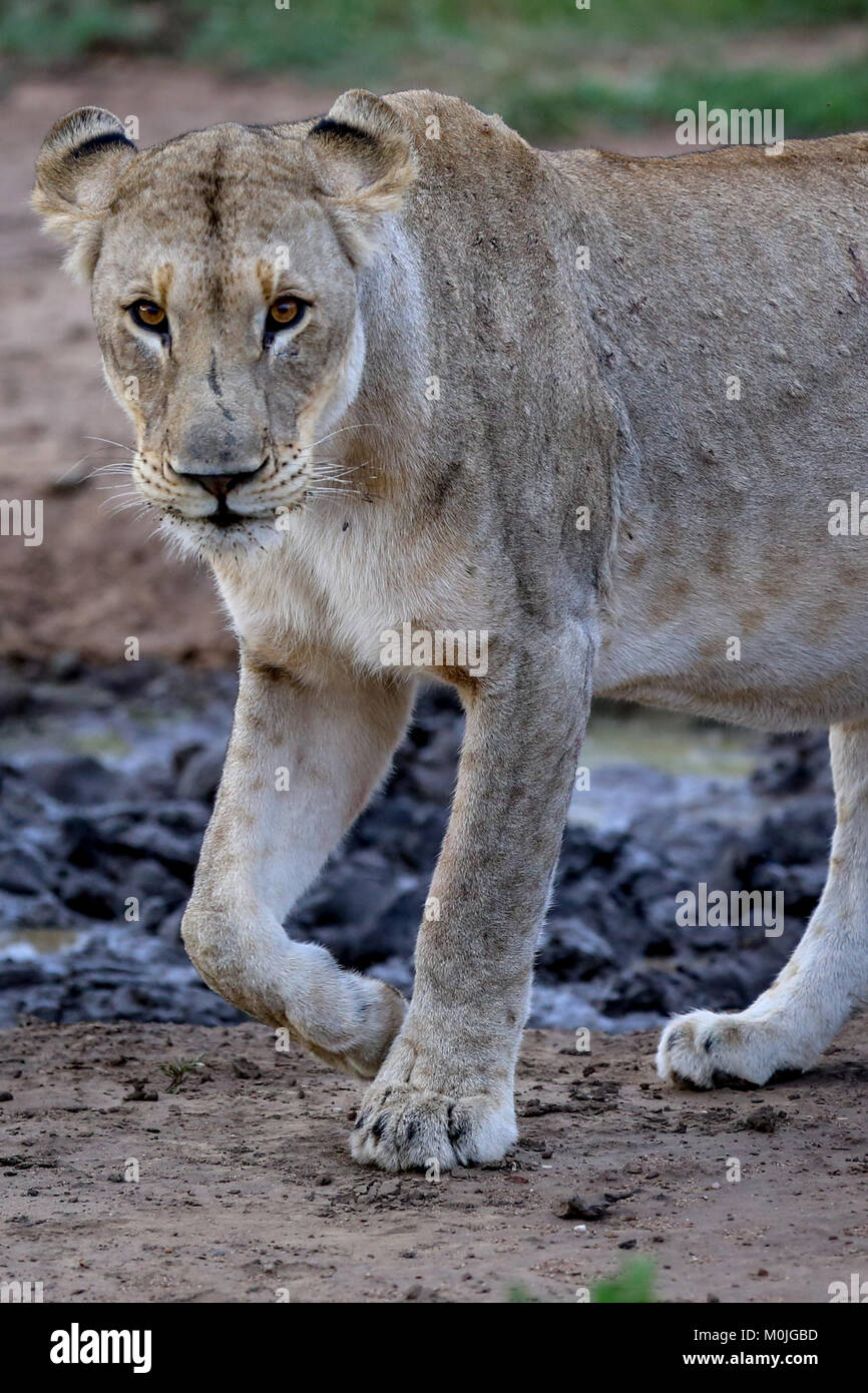 Schöne Löwin Fragen rund um Wasserloch. Stockfoto