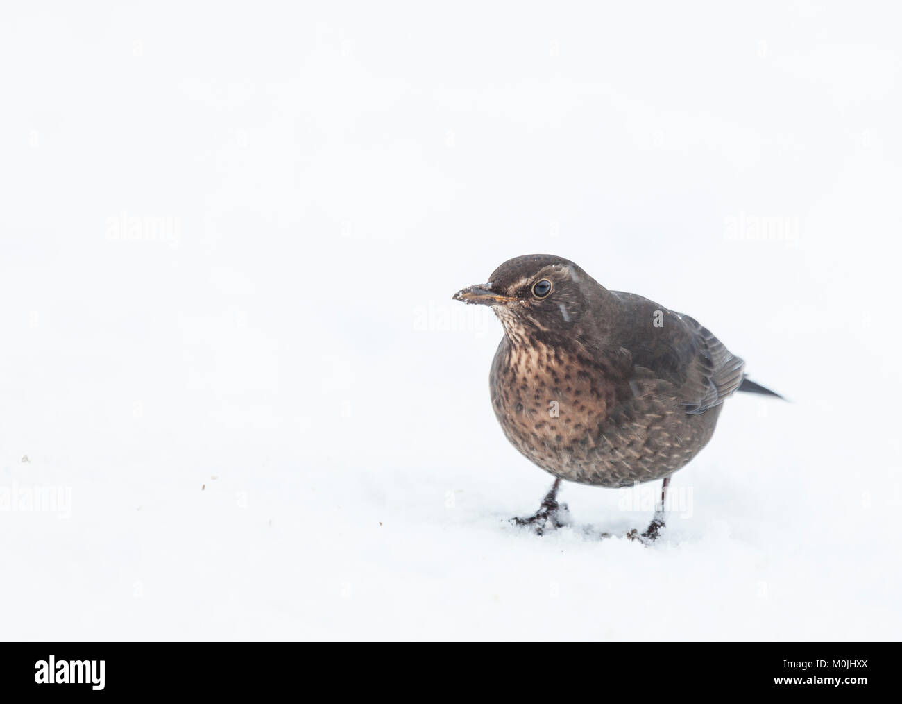 Eine weibliche Eurasischen Amsel, Turdus merula, stehend im Schnee während der Schnee am Lochwinnoch RSPB Reservat, Schottland, Großbritannien. Stockfoto