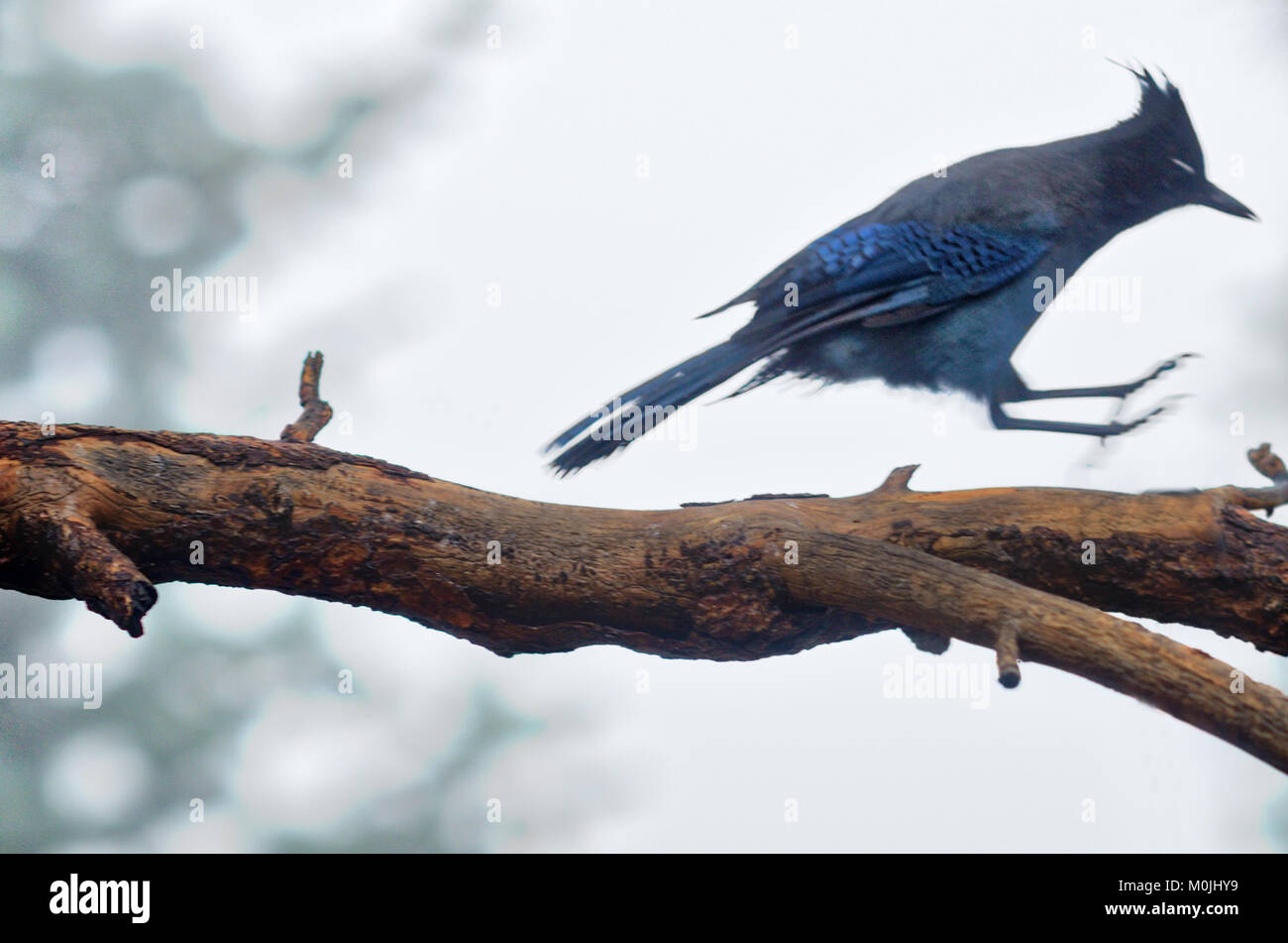 'S Landing Steller Jay Stockfoto