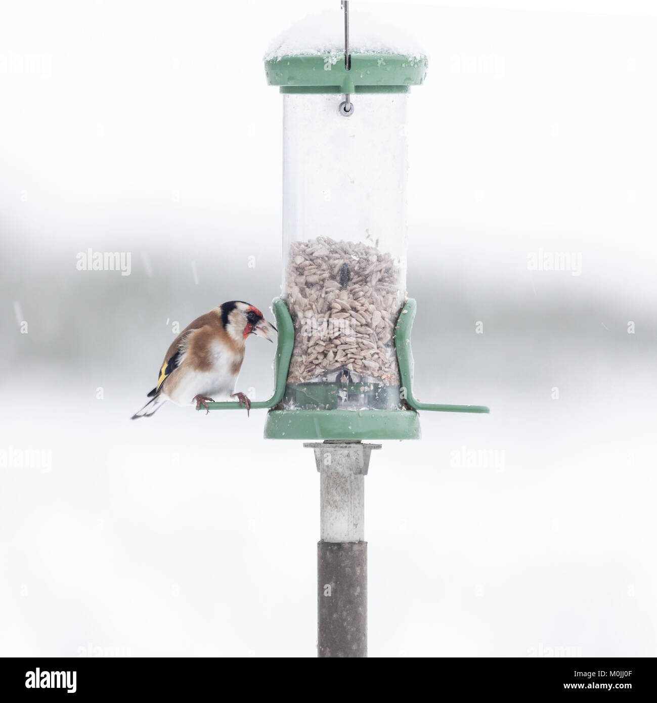 Eine europäische Stieglitz, Carduelis carduelis, Samen, die aus einer Zuführung während einer Show in Lochwinnoch RSPB Reservat, Schottland, Großbritannien. Stockfoto